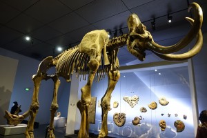 Mammutskelet på Musée des Confluences i Lyon. Foto: WikimediaCommons